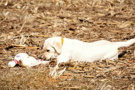 Yellow Labrador with Bowling Treasuresの写真素材