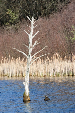 Barren Tree - Red Wing Blackbird Landing at Chester Creek, Wisconsin  4-2012 の写真素材