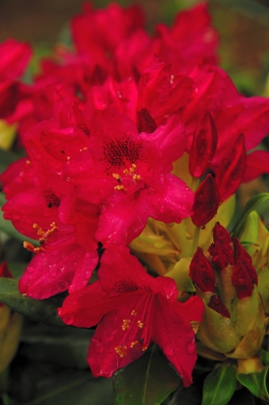 Bright Red Rhododendron - Close-upの写真素材