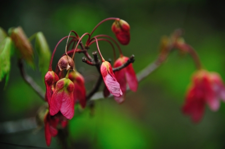 Bright Red Spring Blossoms of Red Maple in Necedah Wildlife Refuge, Wisconsinの写真素材