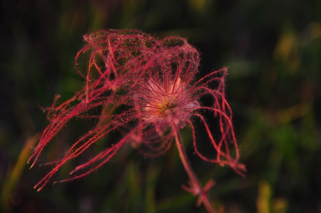 Wildflower - Prairie Smoke Single Flower Close-up - Geum Triflorum - in Wisconsin