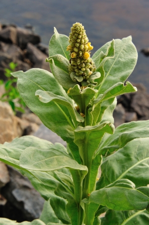 Wildflower - Common Mullein Along The Wisconsin River, Wisconsin
