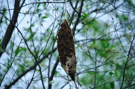 Ugly Bag Worms in Necedah Wildlife Refuge, Wisconsin