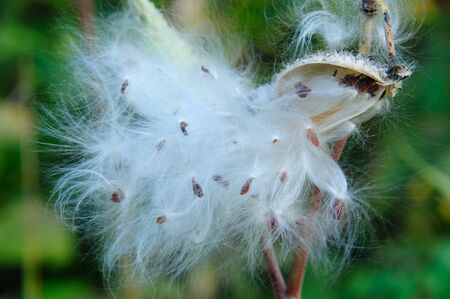 Sunlit Milkweed Pod in Necedah Wildlife Refuge, Wisconsinの写真素材
