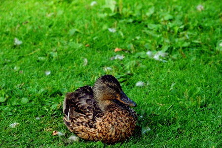 Mama Mallard Resting in Wisconsinの写真素材