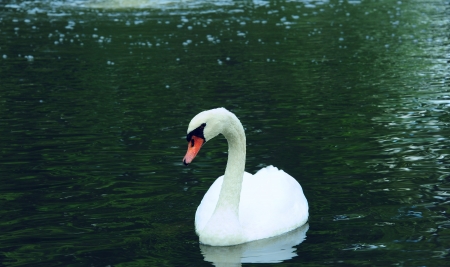 Solitary White Swan in Wisconsinの写真素材