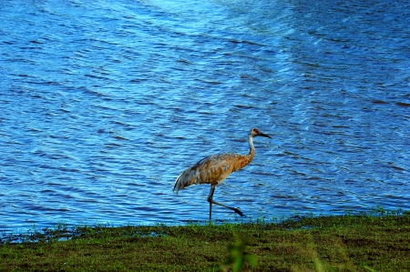 Young Sand Hill Crane Out for a Stroll in Necedah Wildlife Refuge, Wisconsinの写真素材