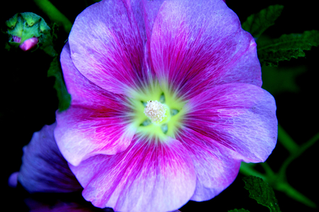 Hollyhock - Pink Velvet Close-up, in Wisconsinの写真素材