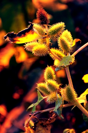 Fall Sunset on Burdock at Strongs Prairie, Wisconsinの写真素材