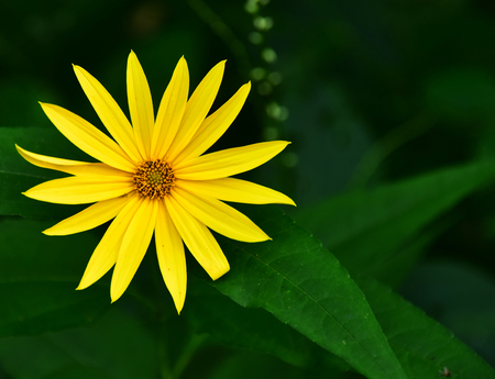 Wildflower - Sunny Smile - Wild Wood Sunflower - - H. strumosus - in Necedah Wildlife Refuge, Wisconsinm, USAの写真素材