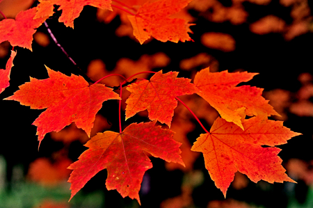 Close-up of Bright Fall Color - Red/ Orange Maple Leaves in Wisconsin