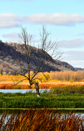 Vertical - Lone Tree - The Hills and Marsh in Full Fall Color - New Albin, Iowa - Upper Mississippi Refugeの写真素材