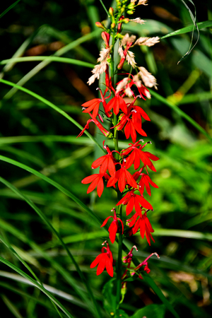 Cardinal Wildflower - Lobelia cardinalis - Wisconsinの写真素材