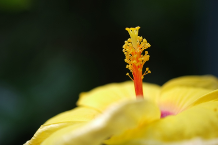 Closeup pollen of rosa-sinensis, Chinese hibiscus, China rose, Hawaiian and shoeblackplant in garden using as background or wallpaper.の写真素材