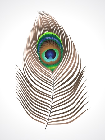 abstract peacock feather  vector illustration のイラスト素材