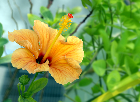 artistic orange hibicus flower background macro shotの写真素材