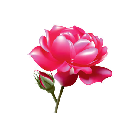 artistic creative detailed red rose vector illustrationのイラスト素材
