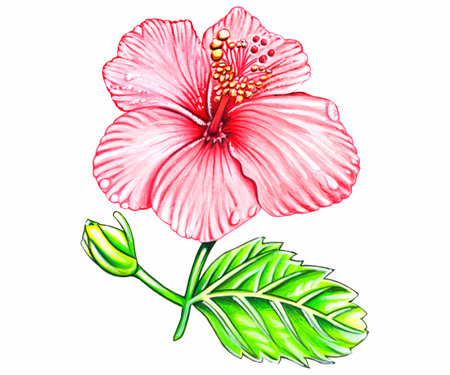 artistic creative detailed hibiscus flower water color paintingの写真素材