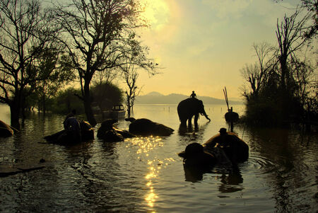 Elephants in a Camp の写真素材