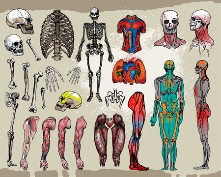 Human bones and organsのイラスト素材