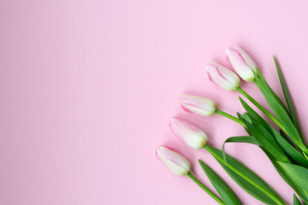 Pink tulips on the pink background. Flat lay, top view. Valentines background.の写真素材