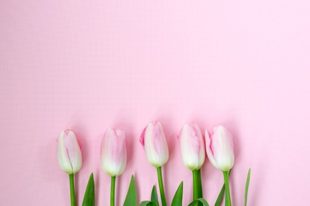 Pink tulips on the pink background. Flat lay, top view. Valentines background.の写真素材