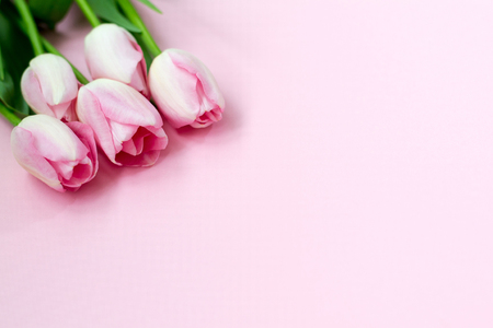 Pink tulips on the pink background. Flat lay, top view. Valentines background.の写真素材