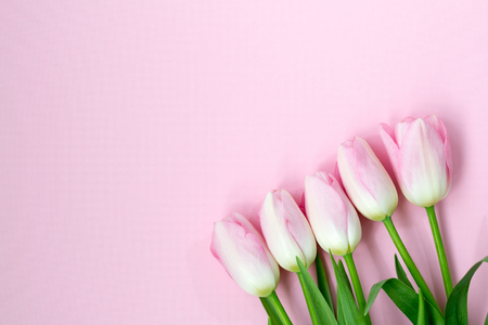 Pink tulips on the pink background. Flat lay, top view. Valentines background.の写真素材