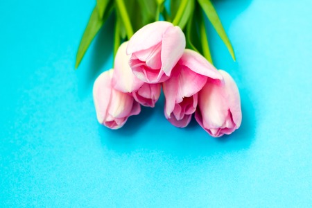 Pink tulips on the blue background. Flat lay, top view. Valentines background.の写真素材