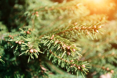 Closeup of fir branches with young buds in spring time with glare of sunlight in the sunset, blurred background.の写真素材