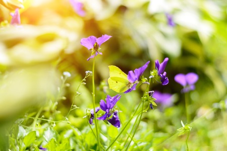 Close-up yellow butterfly on green leaves in grass with glare of sunlight in the sunset. Blurred background. Summertime.の写真素材
