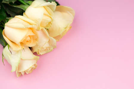 Bouquet of beige roses on pink background, flat lay, top view, copy space. Mothers day. Valentines day.の写真素材