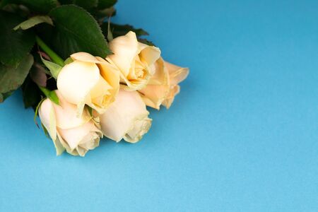 Bouquet of beige roses on blue background, top view, copy space. Mothers day. Valentines day.の写真素材