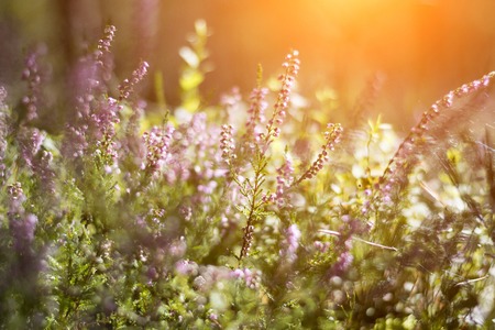 Blooming heather in the summer forest. Soft tone, beautiful bokeh, green background. Spiderweb.の写真素材
