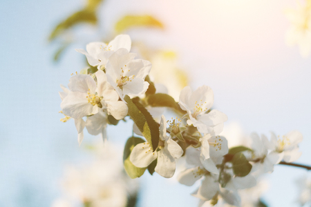 Spring time apple tree blossom background with sun. Beautiful nature scene with blooming apple tree and sun flare. Sunny spring wallpaper.の写真素材