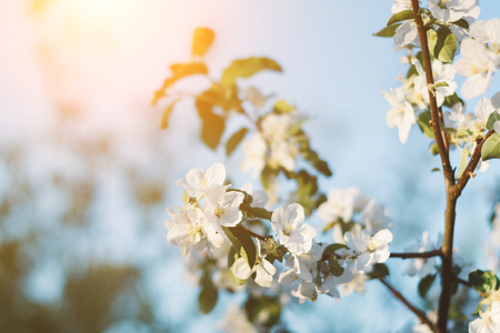 Spring time apple tree blossom background with sun. Beautiful nature scene with blooming apple tree and sun flare. Sunny spring wallpaper.の写真素材