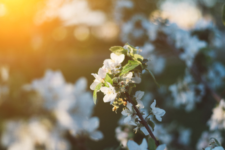 Spring time apple tree blossom background with sun. Beautiful nature scene with blooming apple tree and sun flare. Sunny spring wallpaper.の写真素材