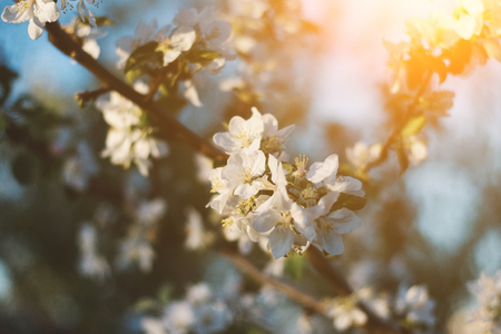 Spring time apple tree blossom background with sun. Beautiful nature scene with blooming apple tree and sun flare. Sunny spring wallpaper.の写真素材