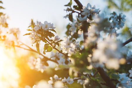 Spring time apple tree blossom background with sun. Beautiful nature scene with blooming apple tree and sun flare. Sunny spring wallpaper.の写真素材