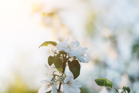 Spring time apple tree blossom background with sun. Beautiful nature scene with blooming apple tree and sun flare. Sunny spring wallpaper.の写真素材