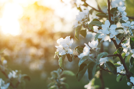 Spring time apple tree blossom background with sun. Beautiful nature scene with blooming apple tree and sun flare. Sunny spring wallpaper.の写真素材