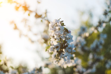 Spring time apple tree blossom background with sun. Beautiful nature scene with blooming apple tree...