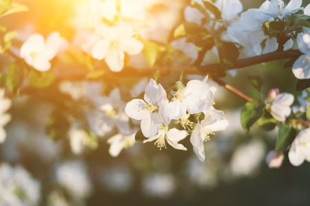 Spring time apple tree blossom background with sun. Beautiful nature scene with blooming apple tree and sun flare. Sunny spring wallpaper.の写真素材