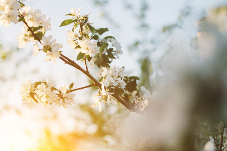 Spring time apple tree blossom background with sun. Beautiful nature scene with blooming apple tree and sun flare. Sunny spring wallpaper.の写真素材