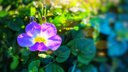 Purple color of small wildflower with green leaves on daylight backgroundの写真素材