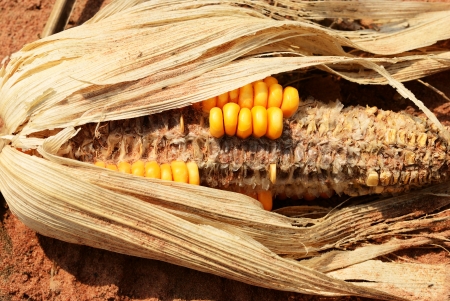 Dry corn on sand in corn farm