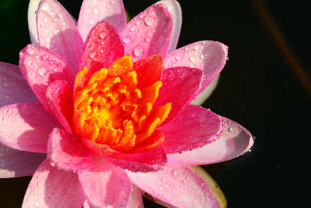 Close up on purple white lotus background with water dropの写真素材