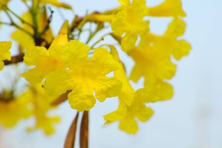 Close up on yellow Flower in summer of Thailand backgroundの写真素材