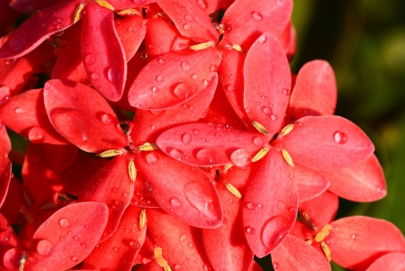Close up on red flower spike with water dropの写真素材
