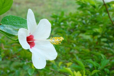 Close up on white hibiscus flowers with green backgroundの写真素材